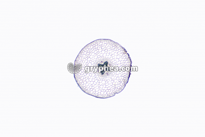 Racine de Mercuriale - structure primaire - vue générale CT x7 - gryphea.com